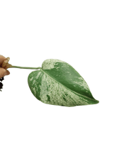 Monstera Jungle Mint Stecklinge